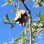 Vachellia exuvialis Vili