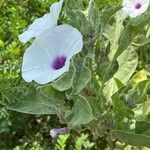 Astripomoea lachnosperma Flower