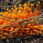 Grevillea excelsior Flower