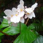 Begonia involucrata 花