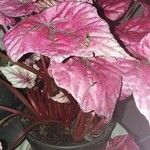 Begonia rexLeaf