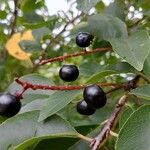 Prunus serotina Fruit
