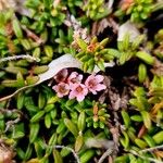 Kalmia procumbens 花