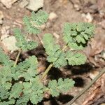 Lomatium martindalei ᱛᱟᱦᱮᱸ