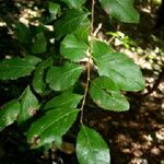 Xylosma flexuosa 葉