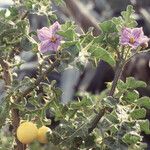 Solanum anguivi Hábito