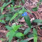 Commelina ensifolia 整株植物