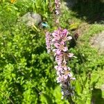 Francoa appendiculata Цвят