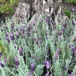 Lavandula stoechas Habitus