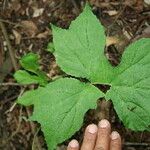 Dorstenia contrajerva ഇല