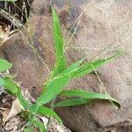 Digitaria velutina Frunză