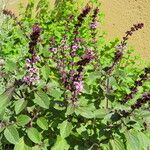 Ocimum basilicum Συνήθη χαρακτηριστικά