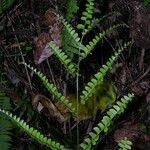 Lindsaea quadrangularis Hábito