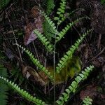 Lindsaea quadrangularis