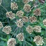 Heracleum sphondyliumFlors