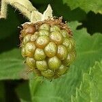 Rubus armeniacus Плод