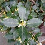 Osmanthus heterophyllus برگ