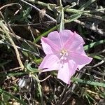 Convolvulus cantabricaLorea