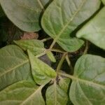 Mirabilis longiflora Leaf