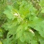 Arctium minusHoja