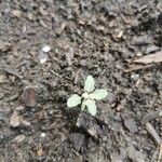 Chenopodium vulvaria Leaf