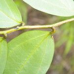 Satyria meiantha Hoja