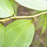 Satyria meiantha Leaf