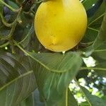 Pouteria caimito Fruit