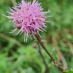 Serratula tinctoriaFlower