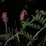 Vicia nigricans Flower