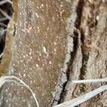 Sterculia africana Bark