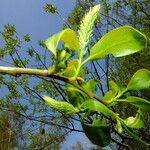 Salix pentandra Virág