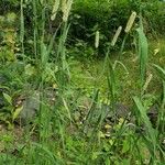 Phleum pratense Pokrój