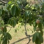 Cornus capitata Hostoa