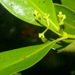 Clusia cylindrica Hoja