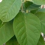 Solanum hazenii Leaf