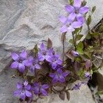 Campanula specularioides Blomma