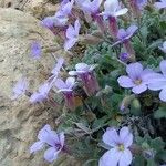 Aubrieta libanotica 花