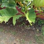 Philodendron giganteum Blatt