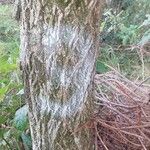 Handroanthus heptaphyllus പുറംതൊലി
