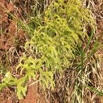 Lycopodiella cernua Leaf