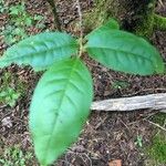 Oxydendrum arboreum Frunză