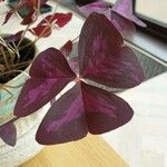 Oxalis triangularis 葉