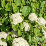 Viburnum lentago ഇല