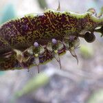 Bulbophyllum maximum Flower