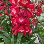 Pentstemon x hybridus Fula