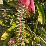 Aechmea nudicaulis Flor