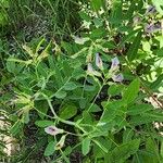 Lathyrus palustris Plante entière