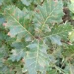 Quercus pubescens पत्ता