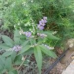 Vitex agnus-castusLeaf